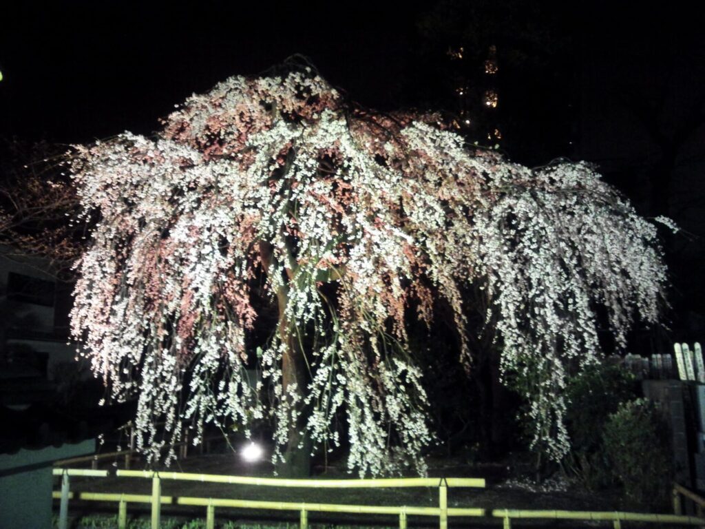 枝垂桜 夜景