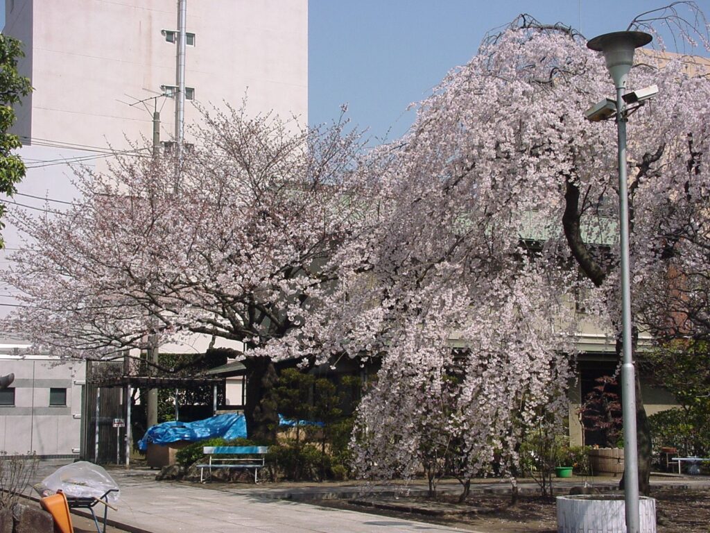 枝垂桜 03