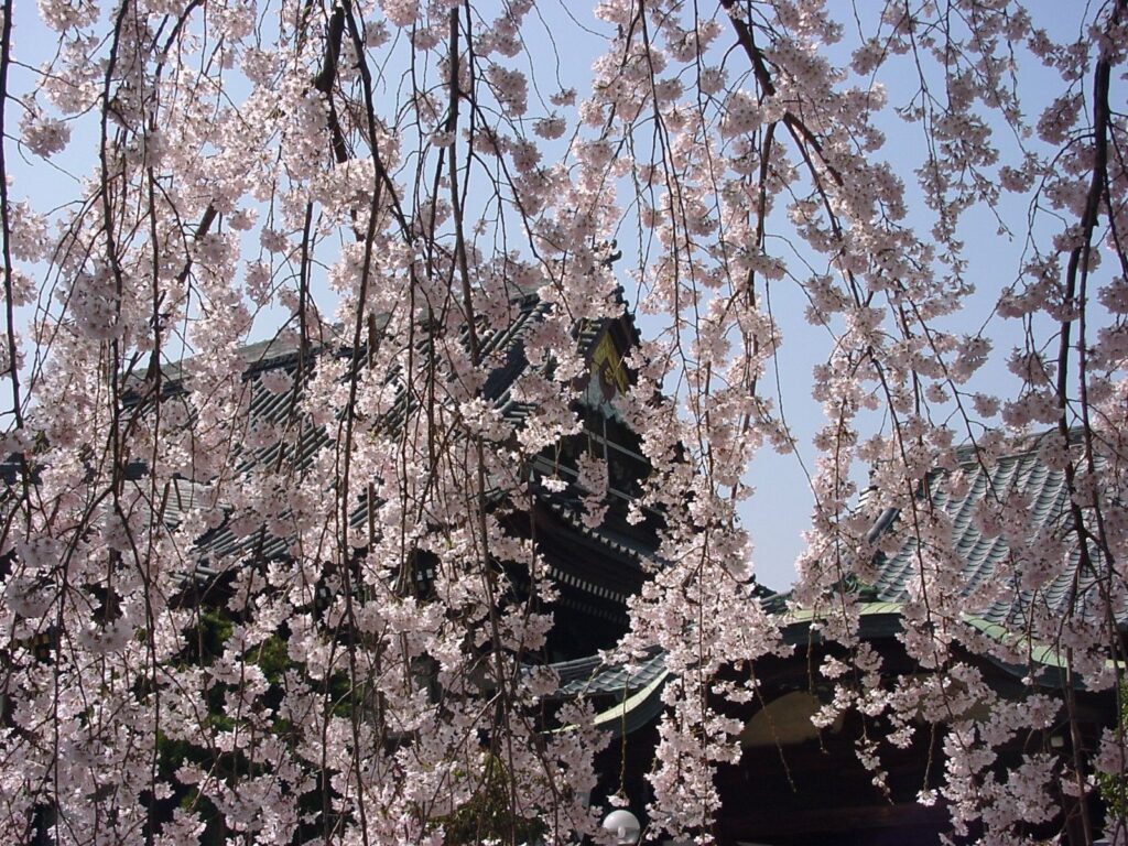 枝垂桜 02