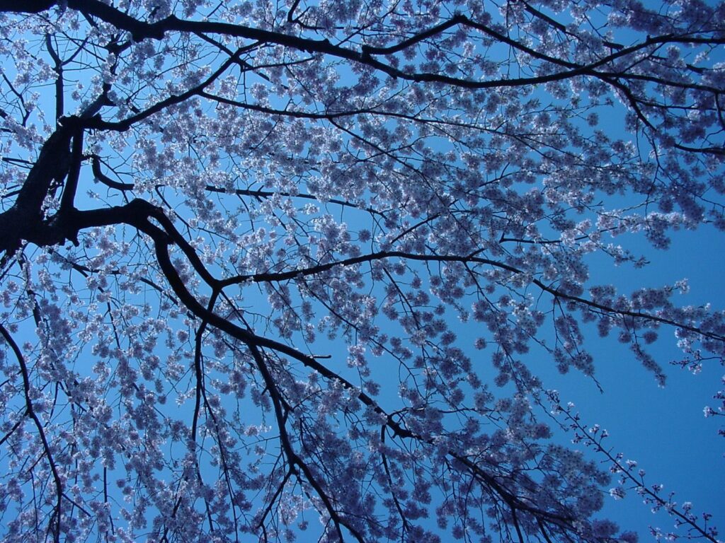 梅