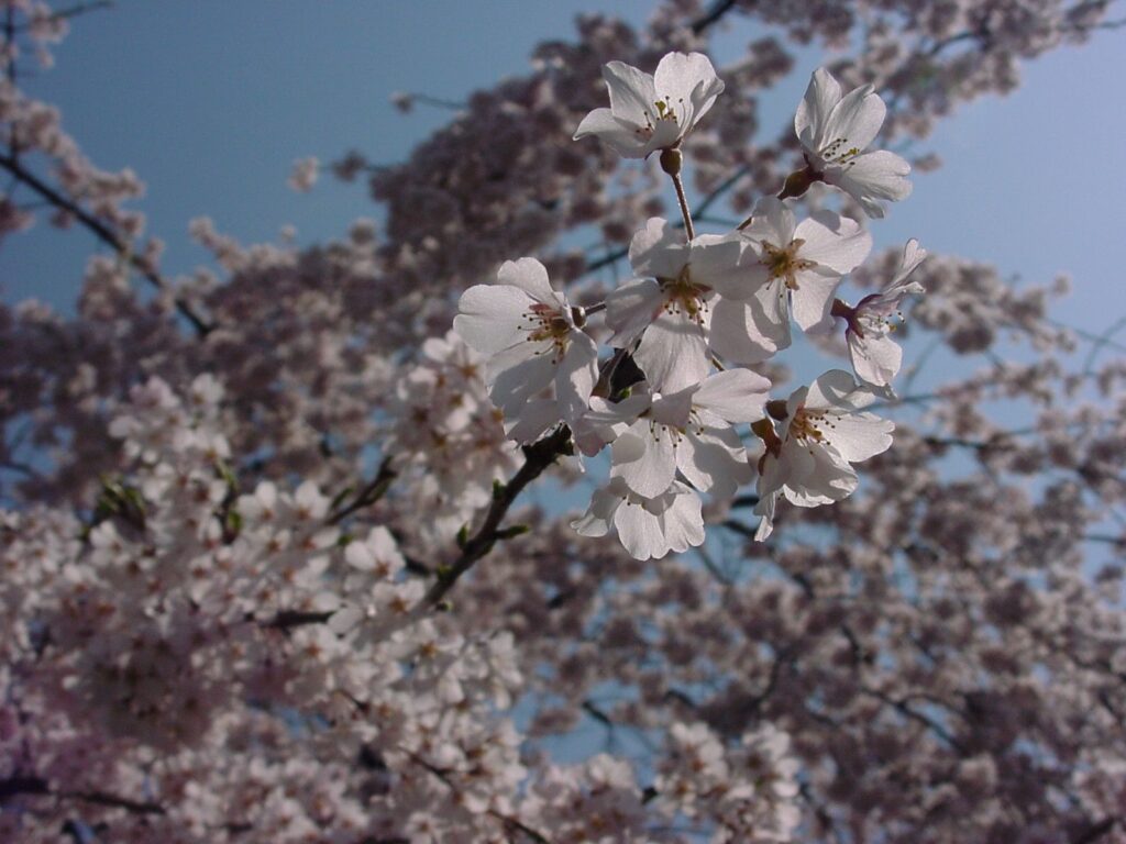 桜