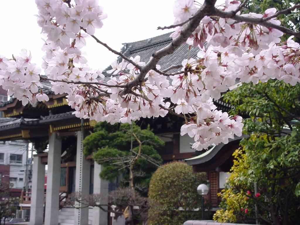 さくら