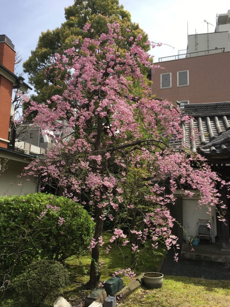 梅