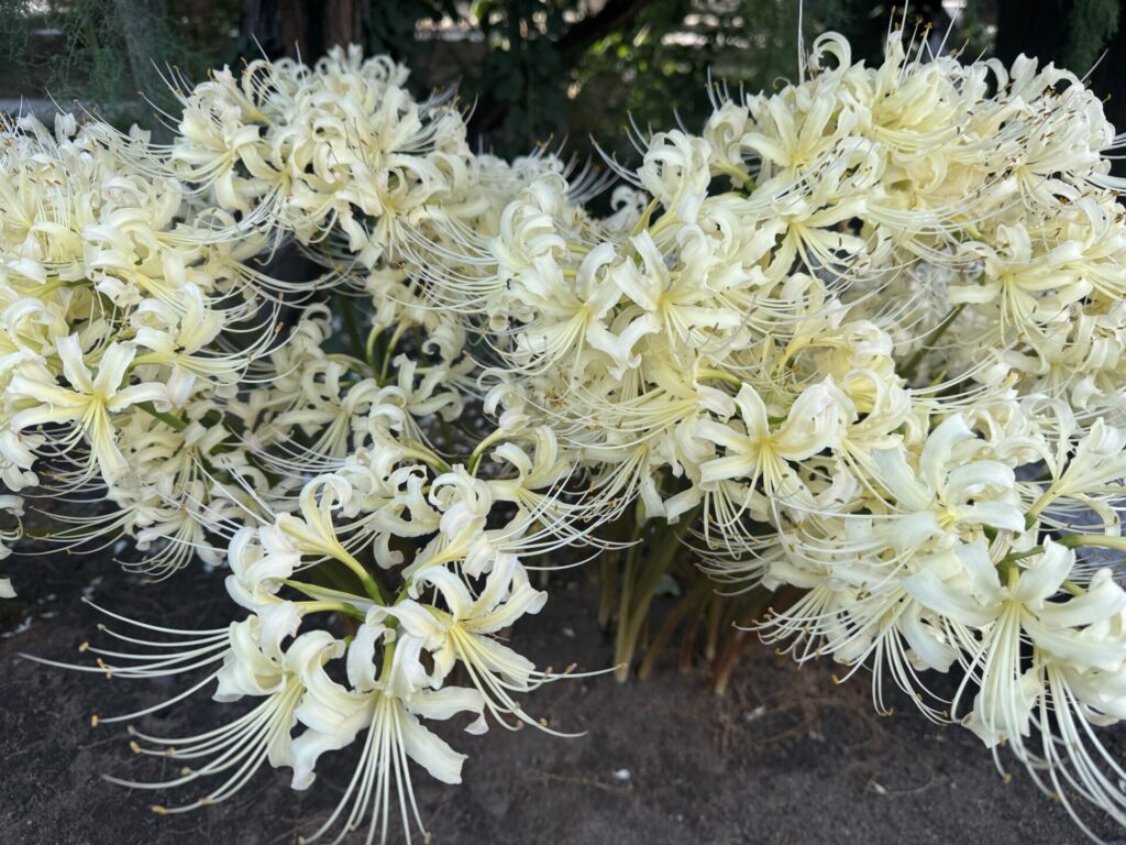 彼岸花 白
